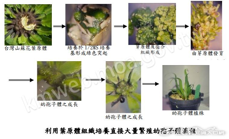 利用葉原體組織培養直接大量繁殖幼孢子體流程