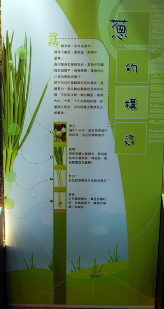 《本草綱目》記載蔥的植株構造及其藥用功效