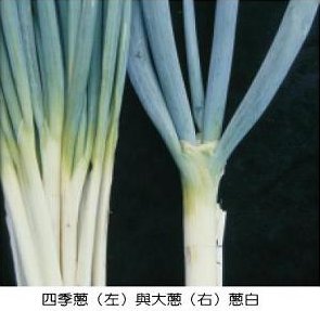 台灣栽培青蔥品種-北蔥、四季蔥、大蔥
