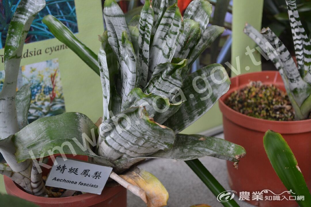 蜻蜓鳳梨_Aechmea_fasciata