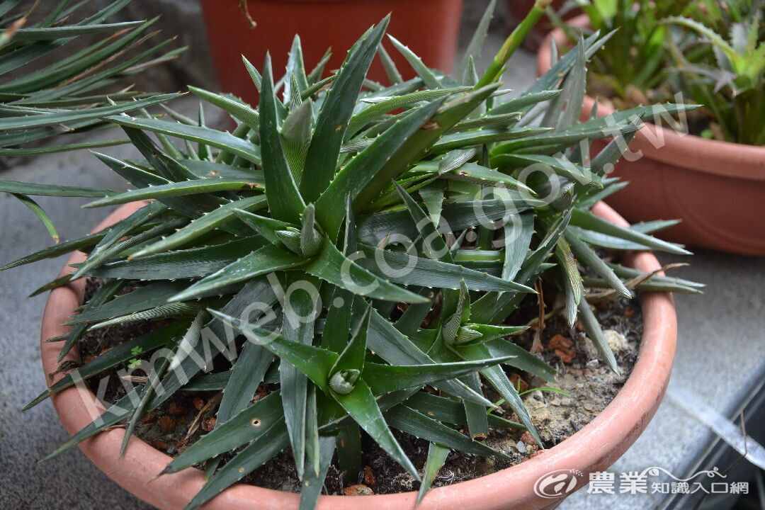 厚葉鳳梨Dyckia_brevifolia-01