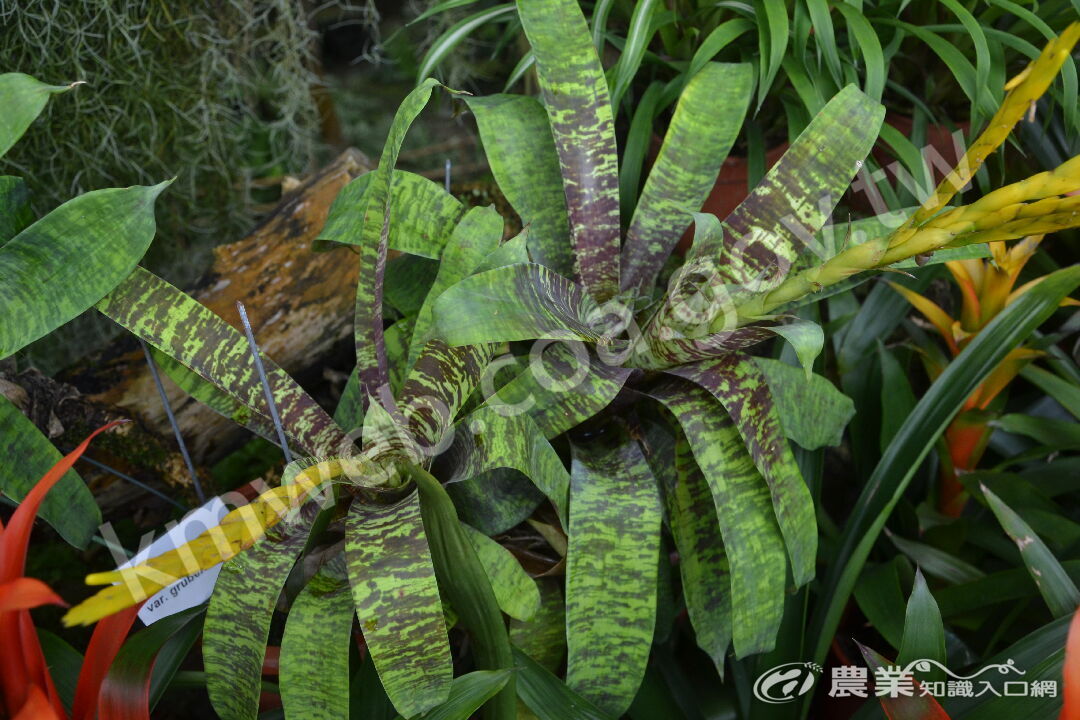 鶯歌鳳梨Vriesea_ospinae_var__gruberi_(攝於科博館)--02