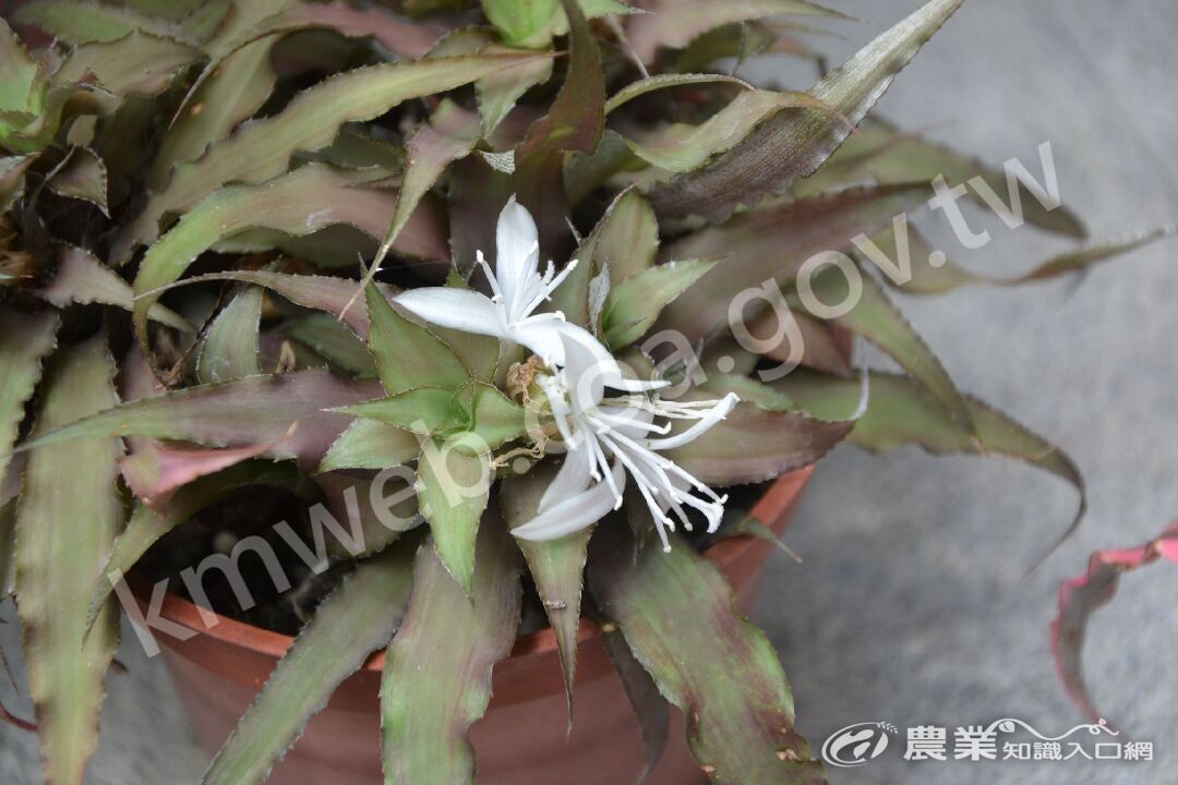 小鳳梨_Cryptanthus_'Cafe_Au_Lait'_(攝於科博館)--02