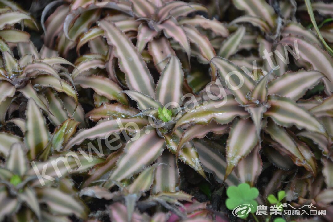 絨葉小鳳梨_Cryptanthus_bivittatus_(攝於科博館)--02