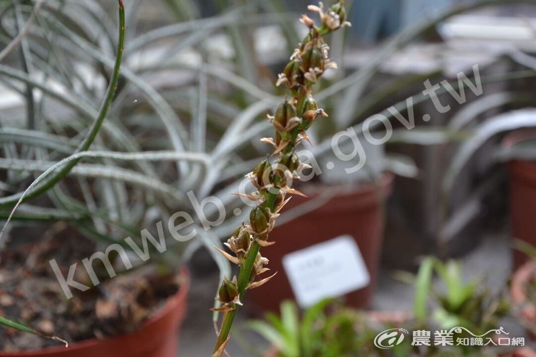 厚葉鳳梨Dyckia_brevifolia-02