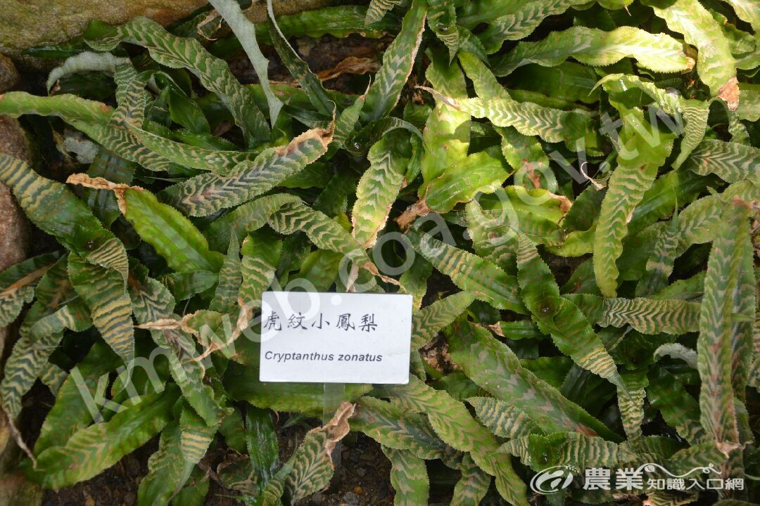 虎紋小鳳梨_Cryptanthus_zonatus_(攝於科博館)