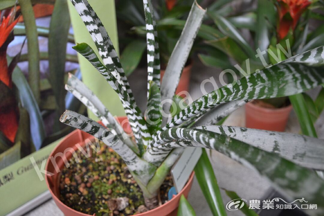 觀賞鳳梨_Aechmea_blanchetiana