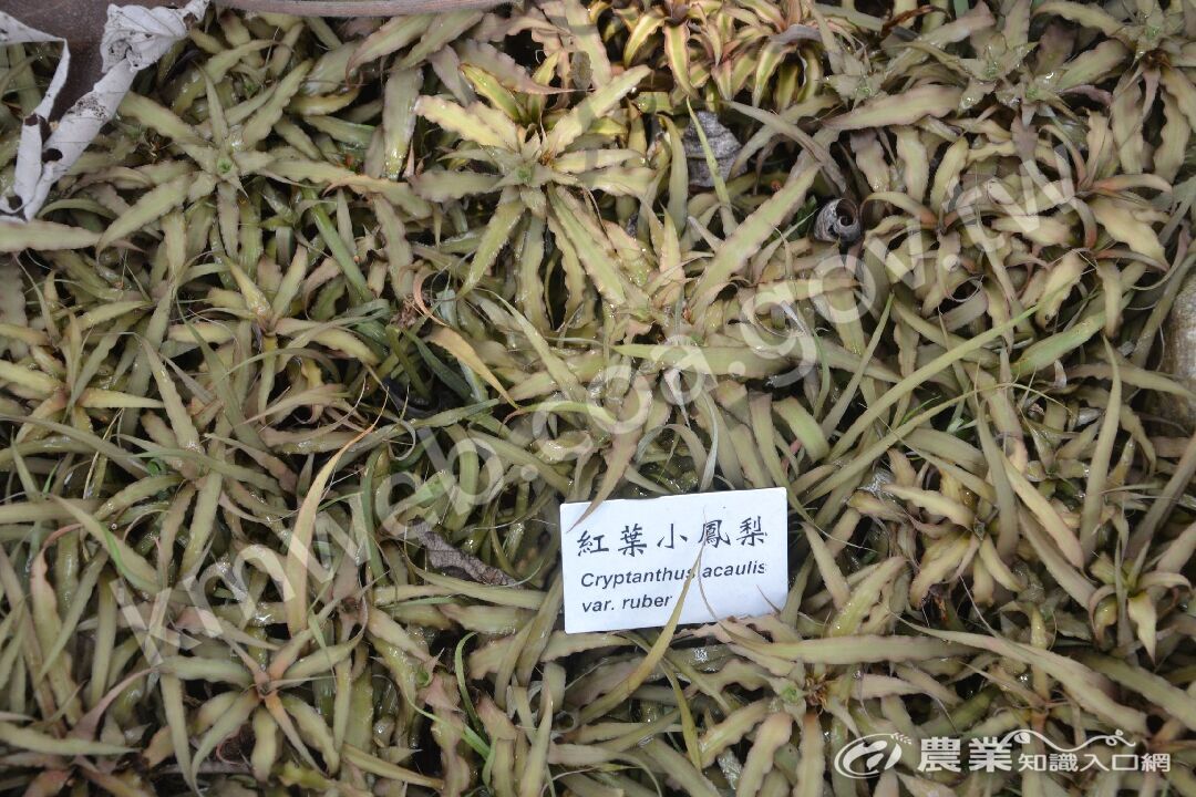 紅葉小鳳梨_Cryptanthus_acaulis_var__ruber_(攝於科博館)