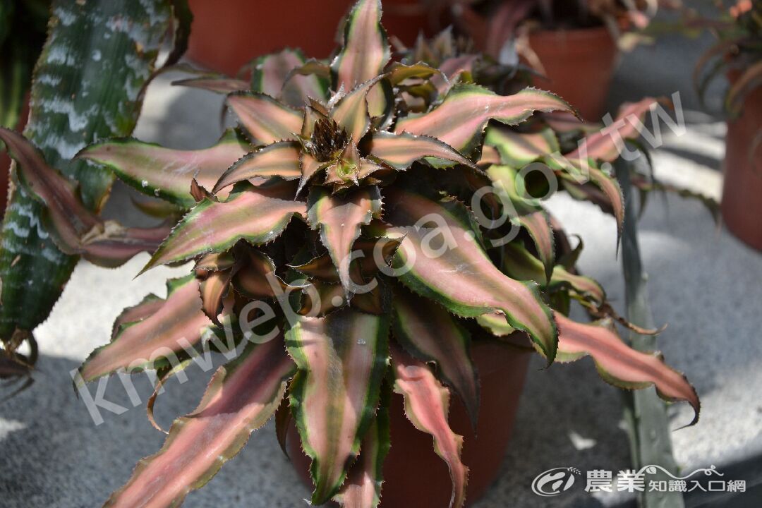 絨葉小鳳梨_Cryptanthus_bivittatus_Minor_(攝於科博館)