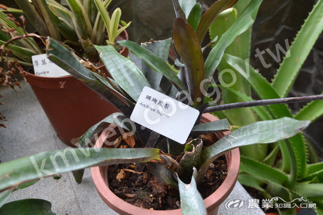 珊瑚鳳梨_Aechmea_fulgens_(攝於科博館)