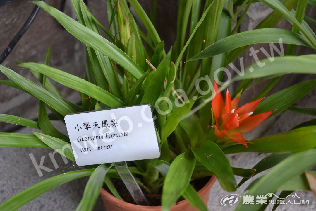 小擎天鳳梨Guzmania_lingulata_var__minor