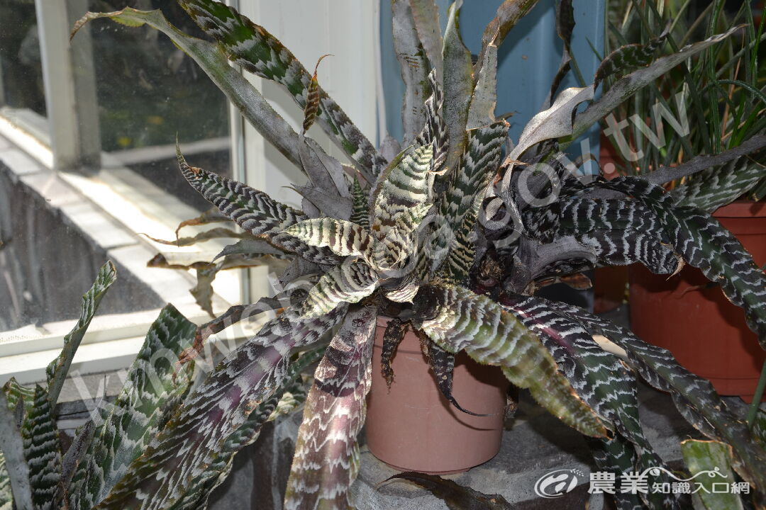 福氏小鳳梨_Cryptanthus_fosteranus_(攝於科博館)