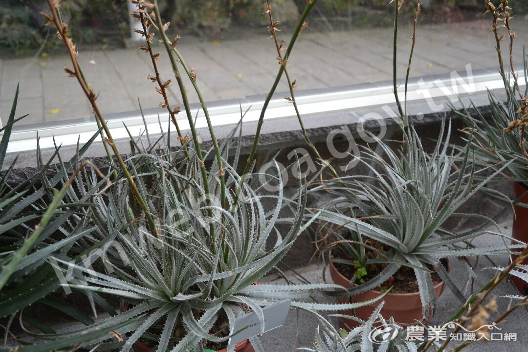 硬葉鳳梨屬觀賞鳳梨_Dyckia_forteriana_(攝於科博館)