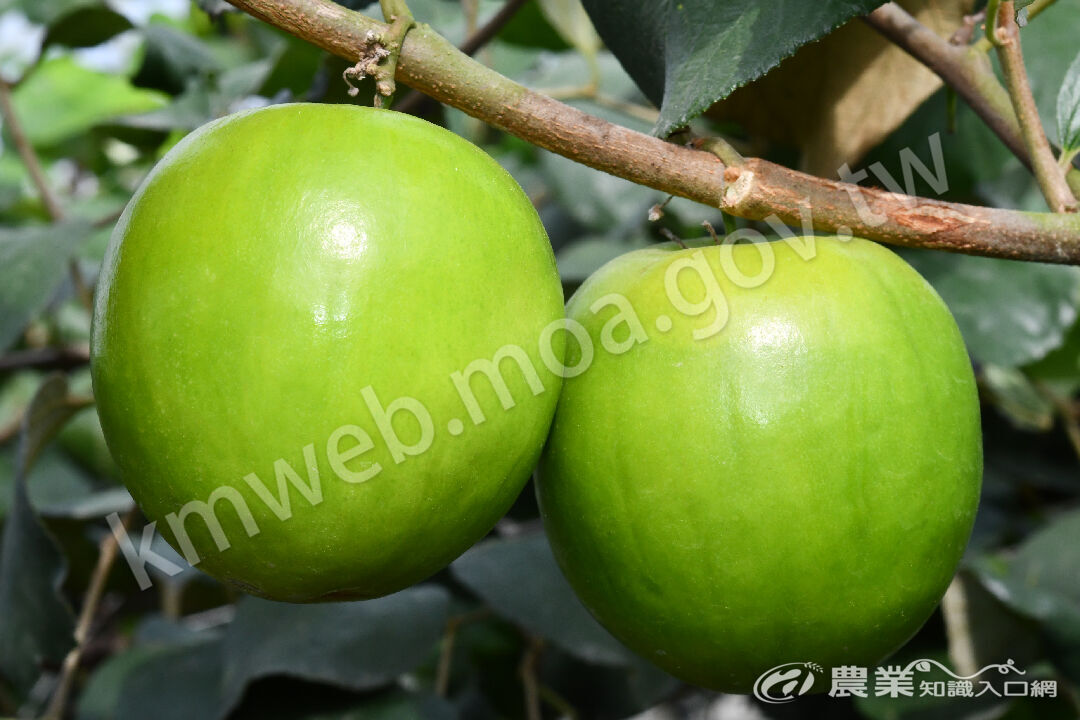 棗‵高雄12號-珍愛′