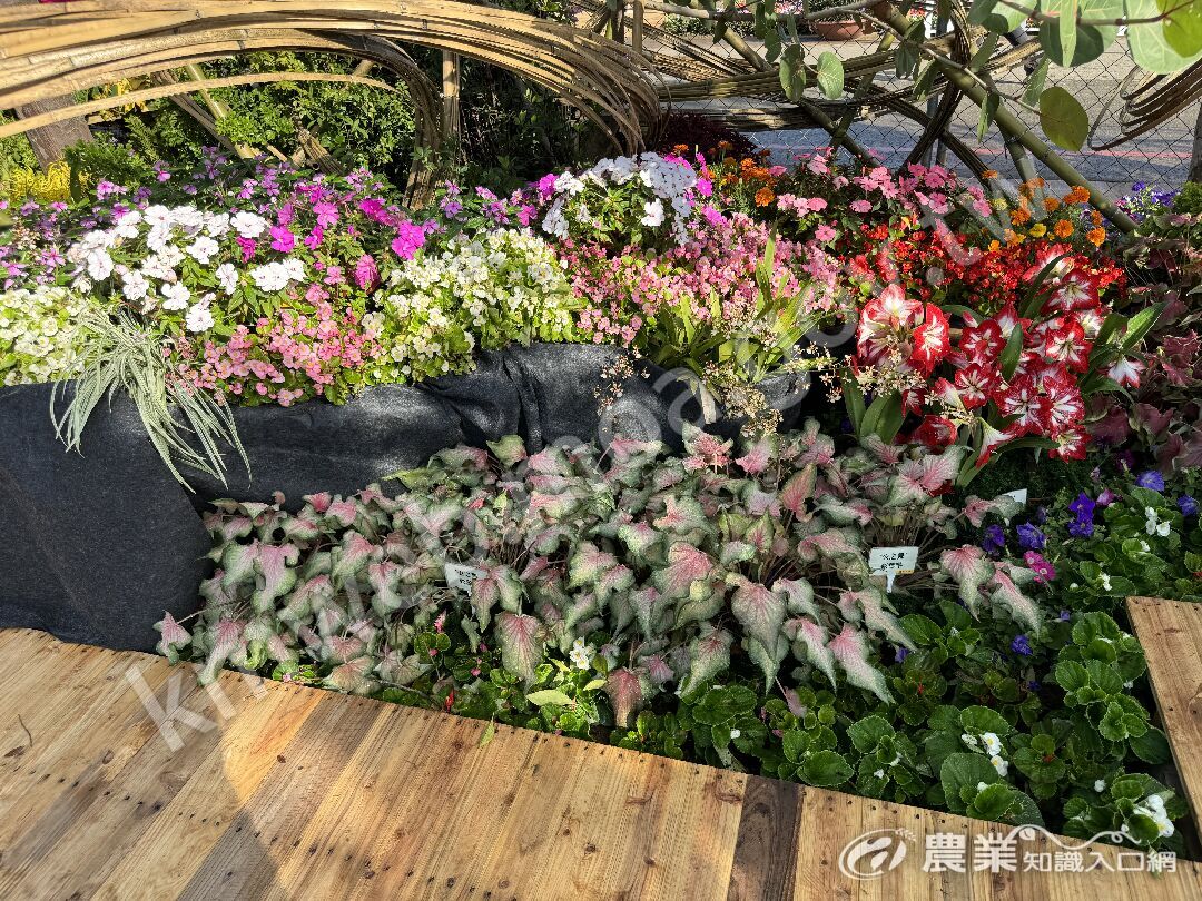 新社花海國產花卉展示區-彩葉芋種苗1號-火之舞