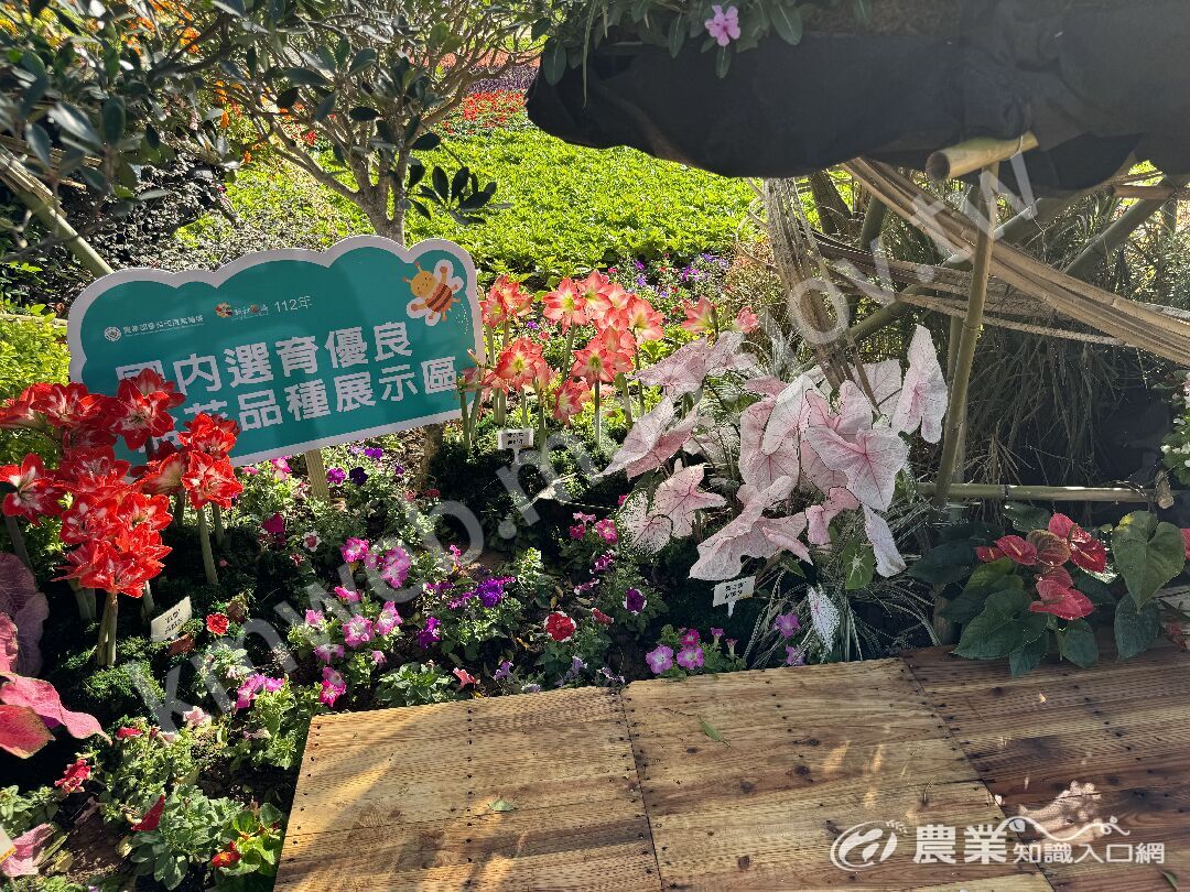 新社花海國產花卉展示區-彩葉芋種苗4號-櫻之雪