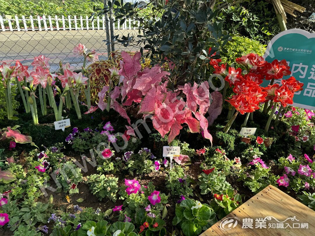 新社花海國產花卉展示區-彩葉芋種苗3號-璀璨紅晶