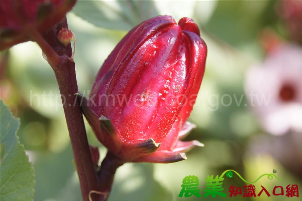 洛神葵新品種臺東5號-吉利