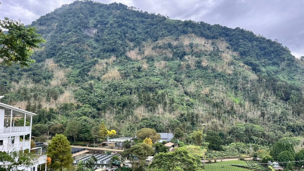 Fig_竹林大面積枯死之景觀型態-1024x576