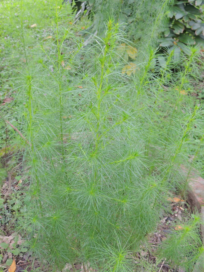 茵蔯（茵蔯蒿）Artemisia capillaris菊科