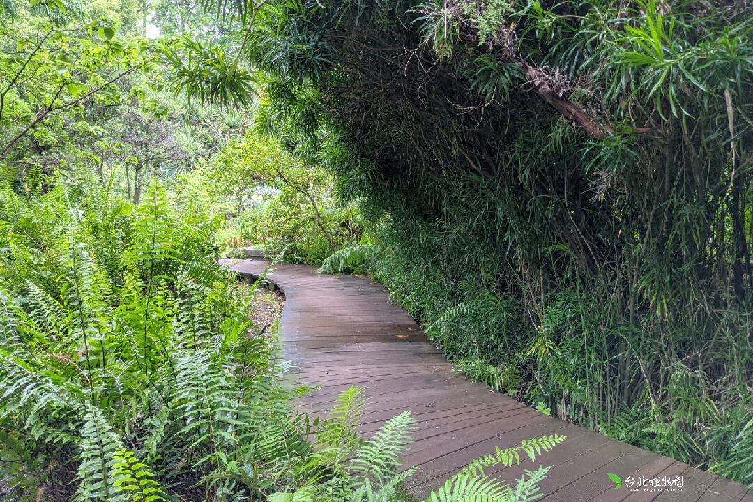 蕨類植物區棧道