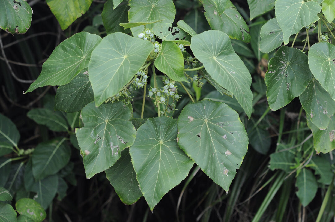 葉柄著生於下表面由葉緣至中央二分之一處。_1 葉柄著生於下表面由葉緣至中央二分之一處。_1