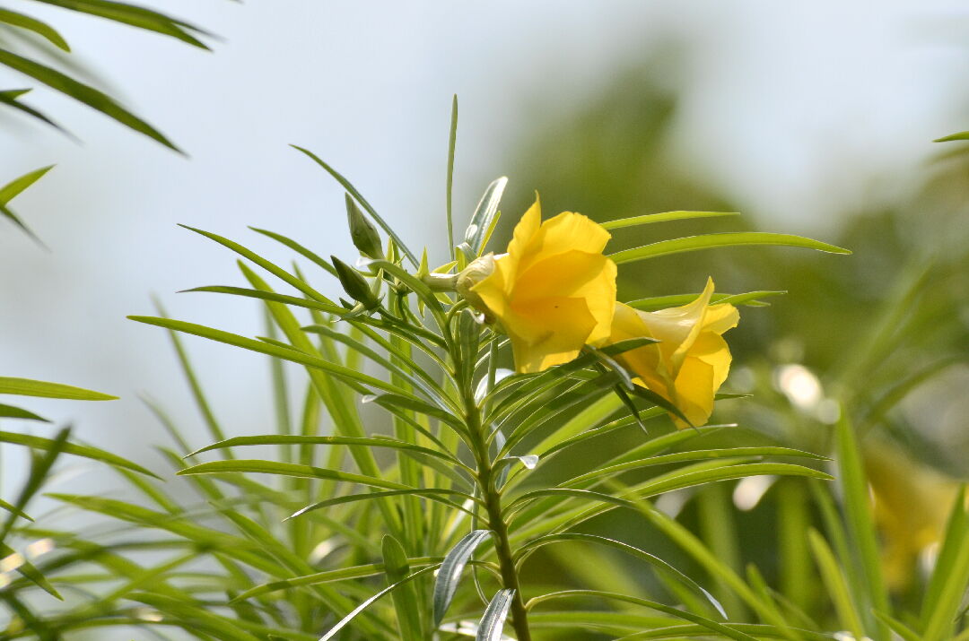 黃花夾竹桃-花 黃花夾竹桃-花