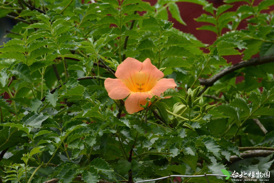 DSC_5319_1