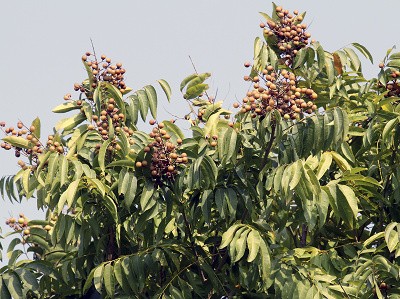 1 1