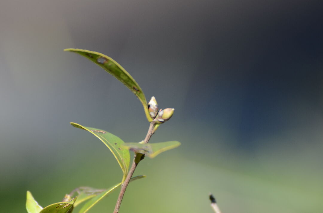 細葉山茶-可能是花苞