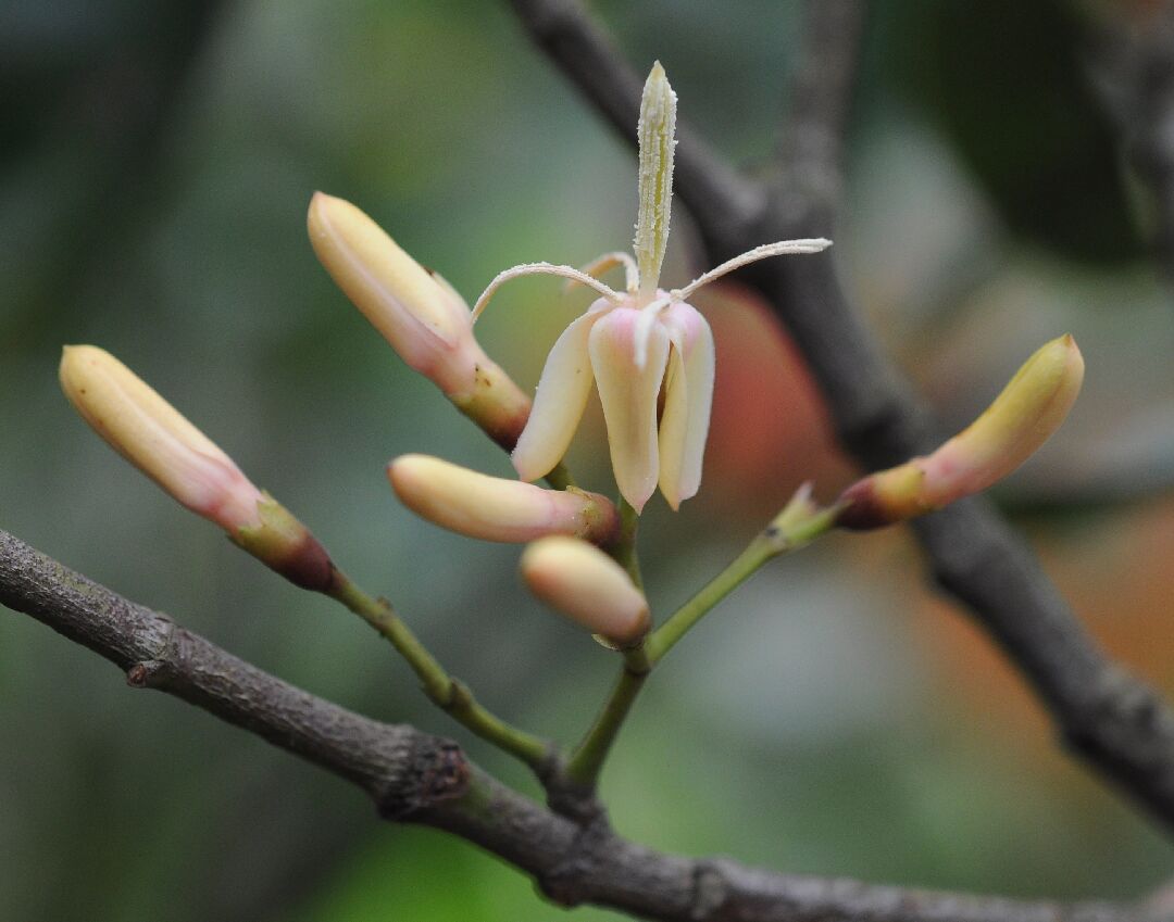 花後花瓣反捲。