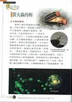 拜訪奧萬大的夜精靈2