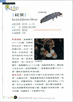 拜訪奧萬大的夜精靈3