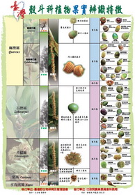 臺灣殼斗科植物(一套2張含果實+葉片)(海報)
