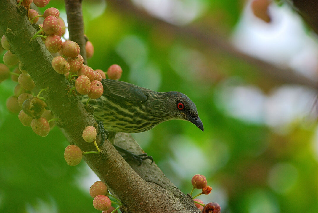 2_亞洲輝椋鳥_白欽源 攝