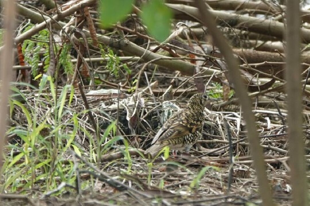 4_白氏地鶇_wagtail220 攝