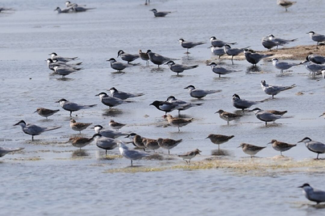 3_白翅黑燕鷗_鳥松の熊 攝