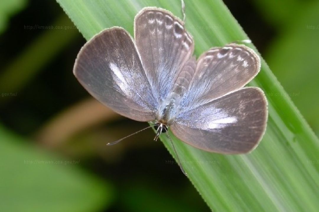 背面 雌蝶