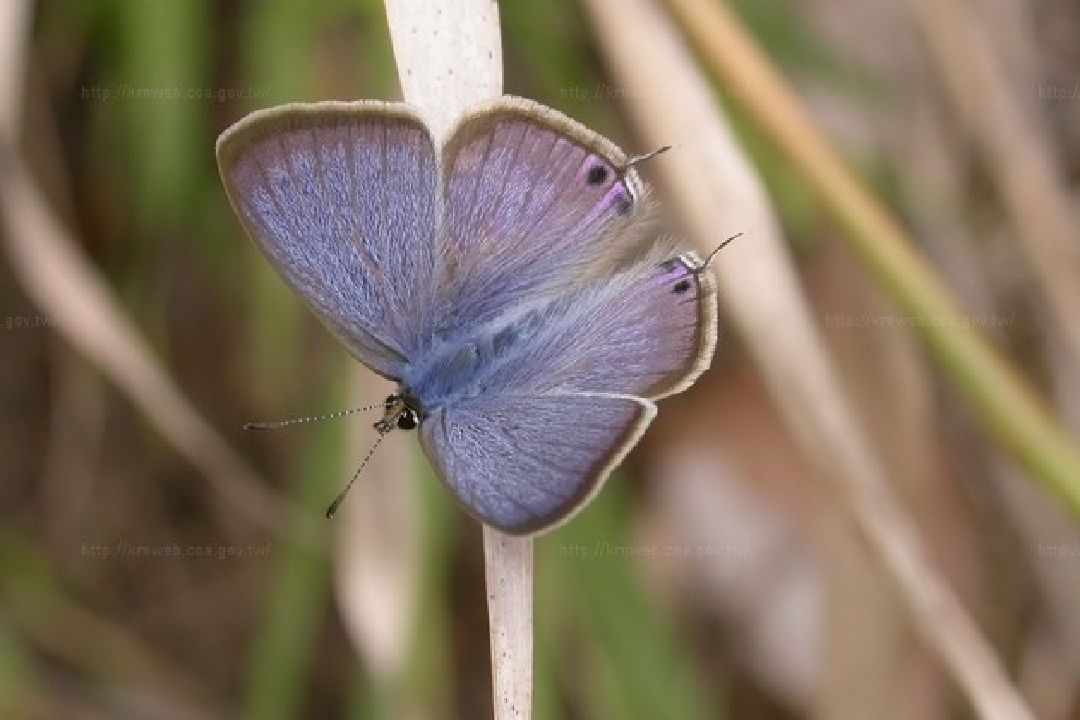 背面 雄蝶