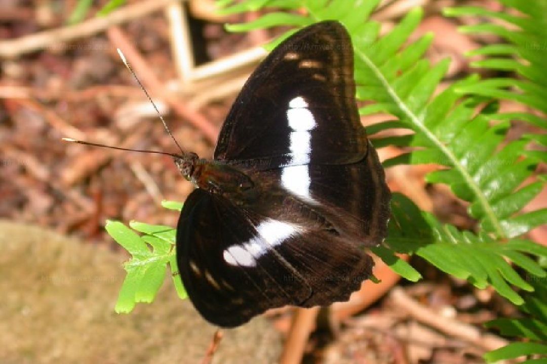 背面 雄蝶