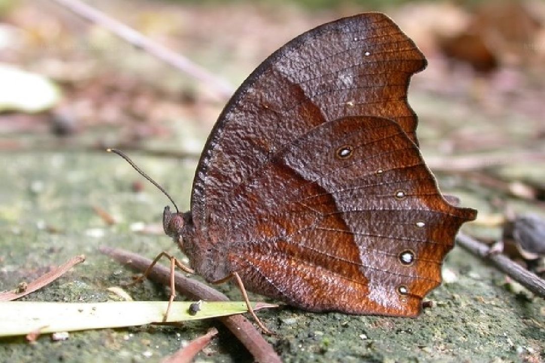 腹面 雌蝶 高溫型