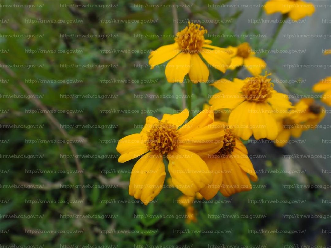 芳香萬壽菊