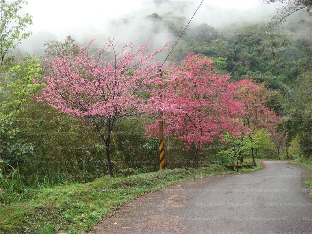 臺灣山櫻花