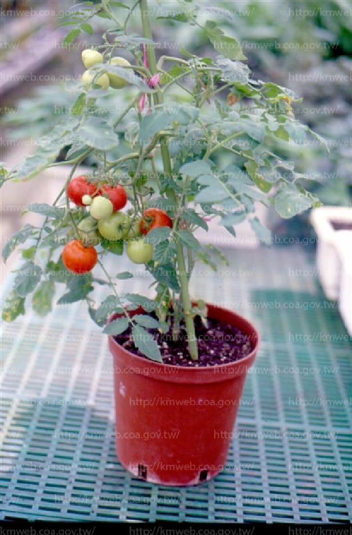 盆栽小果番茄