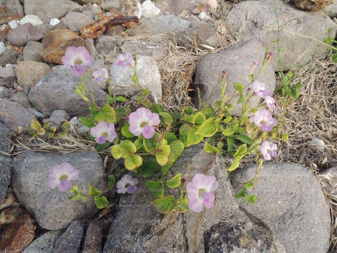 赤道櫻草