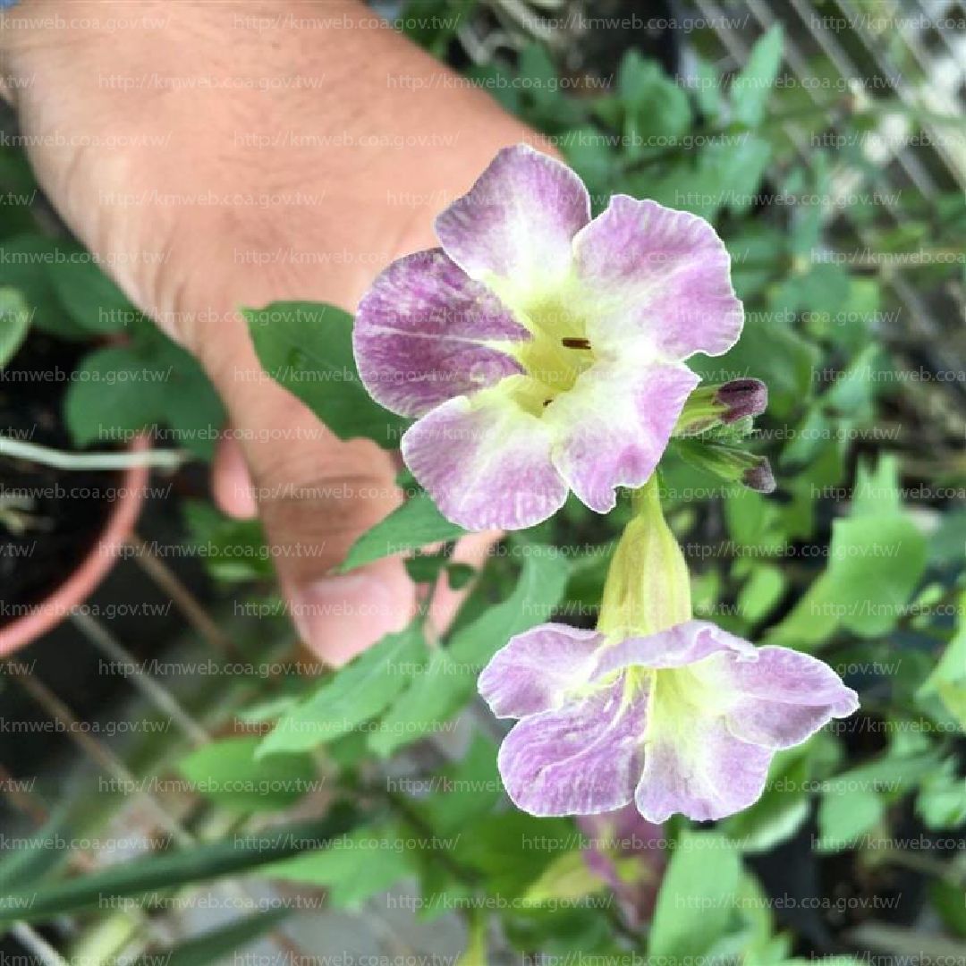 赤道櫻草