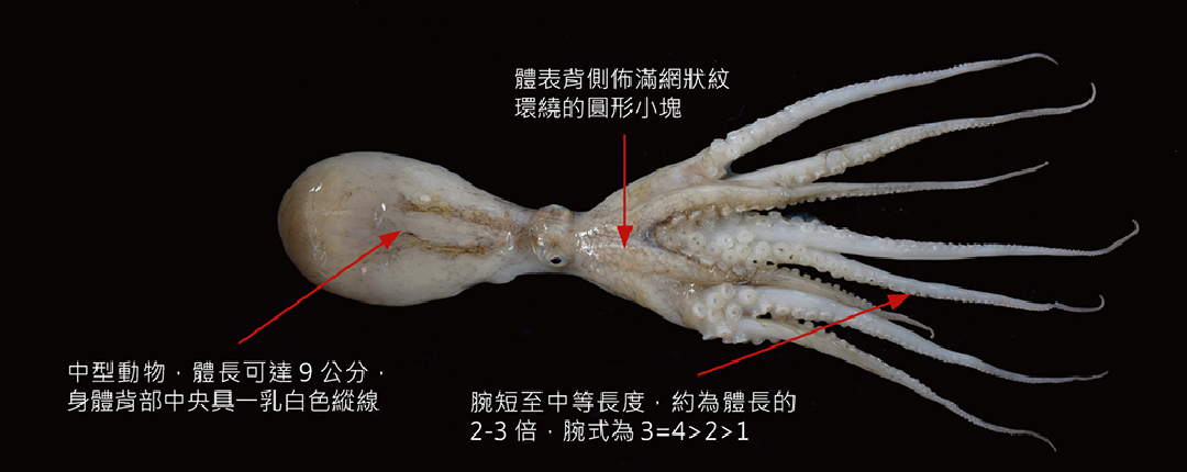 沙蛸