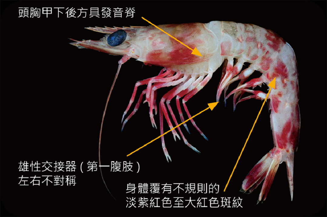 鬚赤蝦