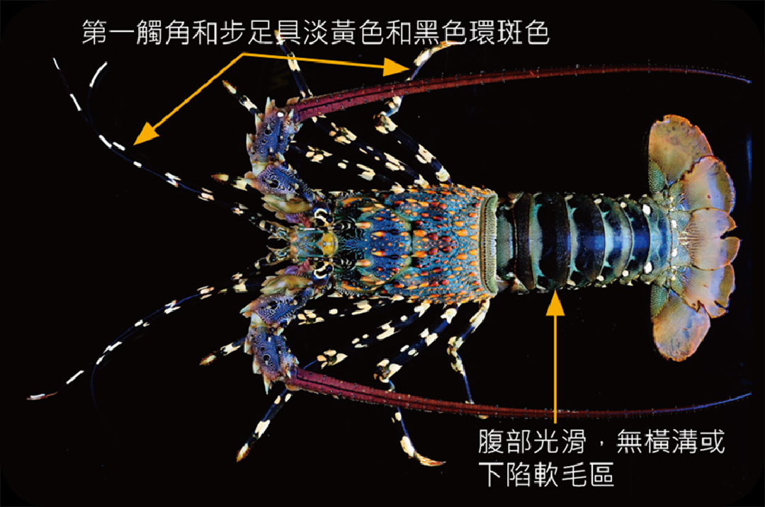 錦繡龍蝦