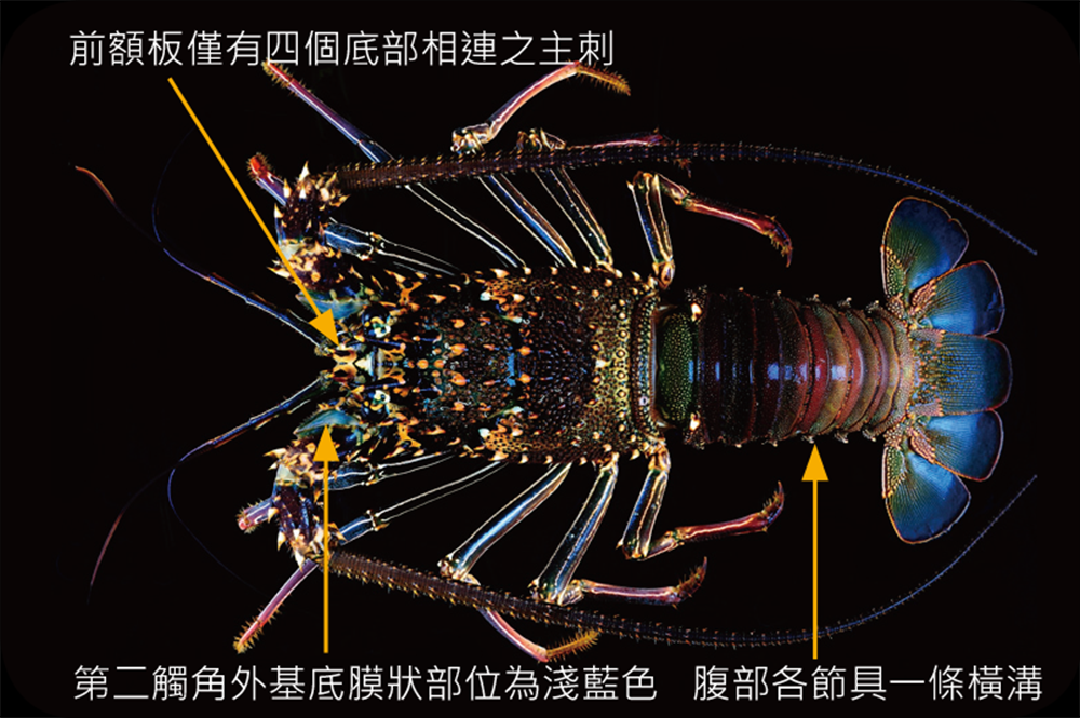 密毛龍蝦